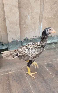 6مرغ خروس لاری اصیل