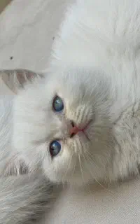 پرشین