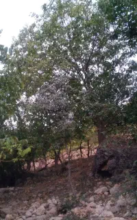 گردو تکونی