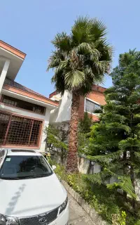 فروش درخت پالم ۹ متری در نوشهر