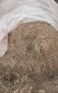 یونجه چین دوم