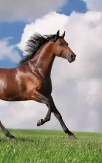 اسب عربی خوش رکاب و فوق العاده زیبا