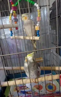عروس هلندی  نرو ماده
