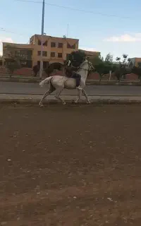 اسب سواری دارآرام