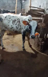 گاوساله نر