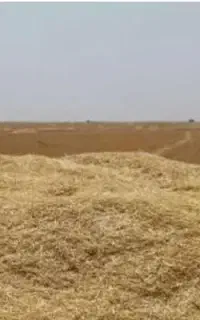 کاه پریش و بوغدا