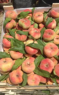 نهالستان پارس نهال