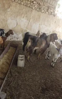 بز قصر و تیشتر و کهره نر برای قربانی