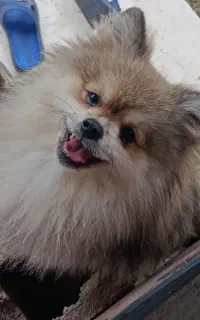پامرانین نر اصیل نه ماهه