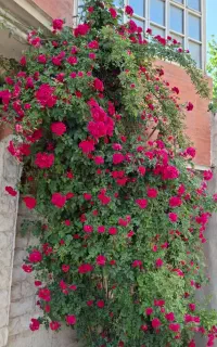 نشائ قلمک انواع گل رزهلندی و نسترن درختی