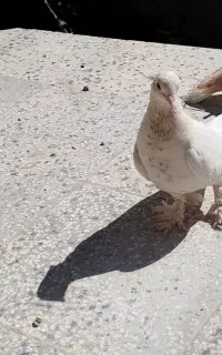 کبوتر