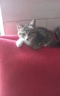 بچه گربه