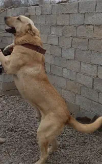 سگ کردی گله نگهبان