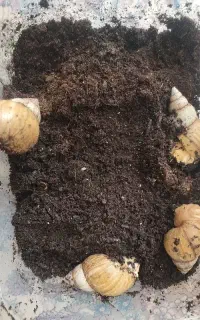 خاویار حلزون