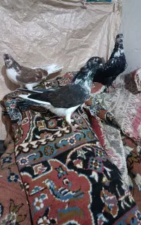 کفتر