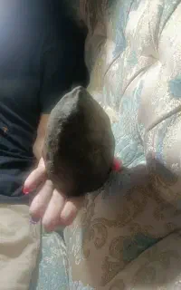 چراغ خواب کمپ