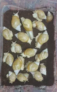 آچاتینا