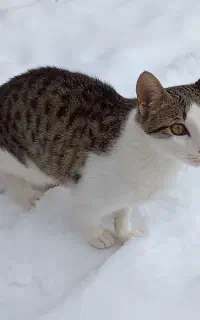 گربه گمشده