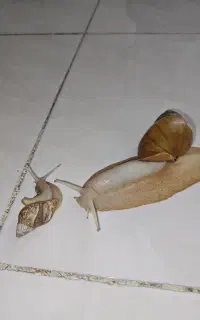 حلزون نژاد آلوبینو خالص بالغ مولد خاک و مکمل مخصوص