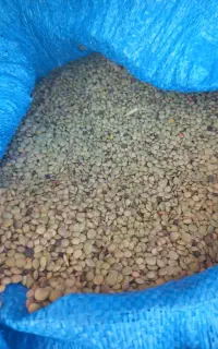 عدس امسال اردبیل