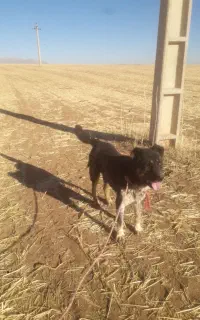 سگ‌گله ای