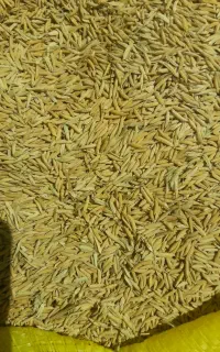 بذر چلتک تارم