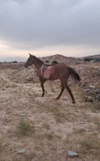 اسب