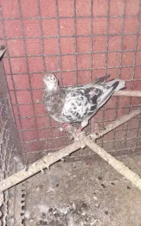 کبوتر