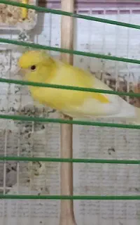 قناری سالم و سلامت جوجه امسال