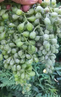 غوره فخری پر آب