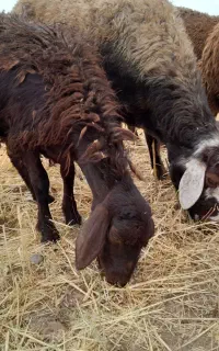 کود گوسفندی