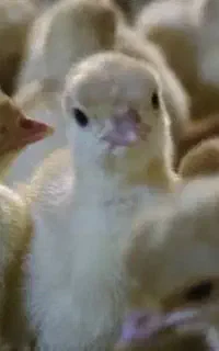 جوجه بوقلمون سنگین وزن