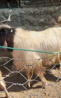 سابرین  نژاد دار