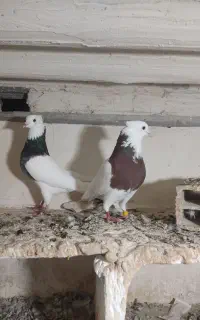 کلفه نر