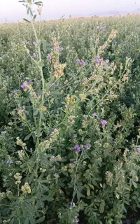 فروش یونجه