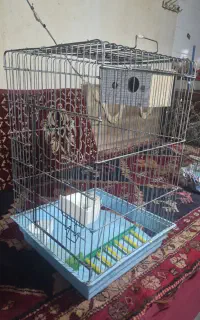 دو عدد قفس فروشی