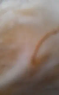 پشم گوسفند سفید