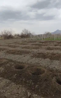 چاله کن چاله کنی انواع نهال چاله زن با تراکتور