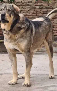 خواهان ماده هستم