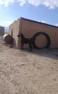 کره اسب