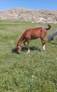 مادیان سرودم گیر با کوره ۸ماهه کرد