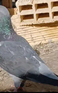 تعداد نر  پلاکی