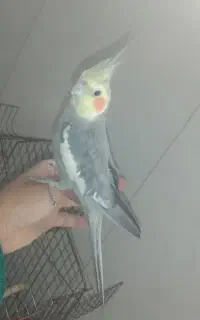 عروس‌.دستی.سخنگو