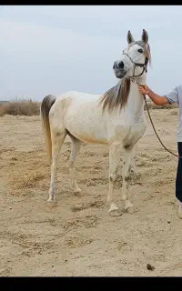 فروش مادیان ابستن