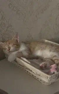 گربه خانگی. واگذاری گربه