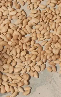 بادام سنگی درشت