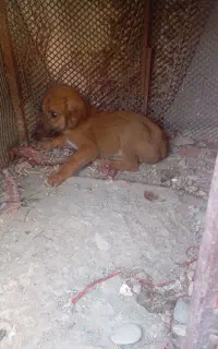 توله سگ