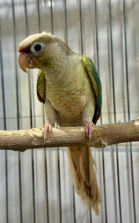 جوجه گرینچیک
