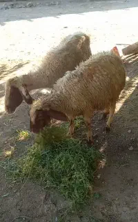 میش و بره نر