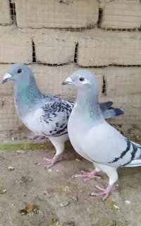 جفتی دلبر